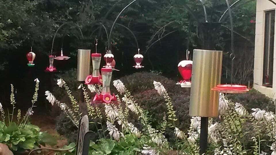 A vibrant display of various hummingbird feeders hanging in a lush garden outside River Lake Inn Restaurant, surrounded by greenery and flowers, attracting hummingbirds in flight.
