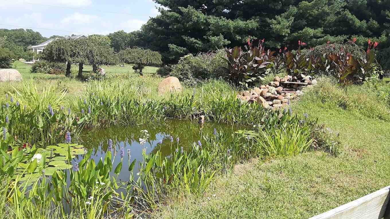 A small pond surrounded by lush greenery and various plants, with rocks stacked on the right and tall trees in the background outside of River Lake Inn Restaurant